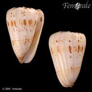 Image of cone snails