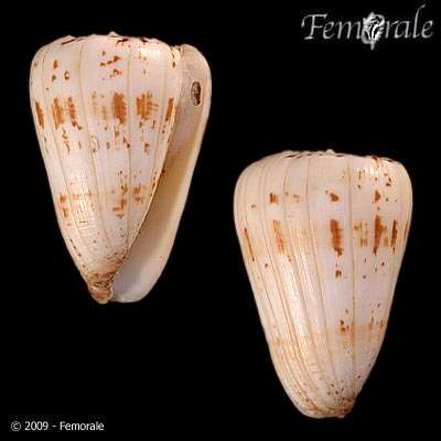 Image of cone snails