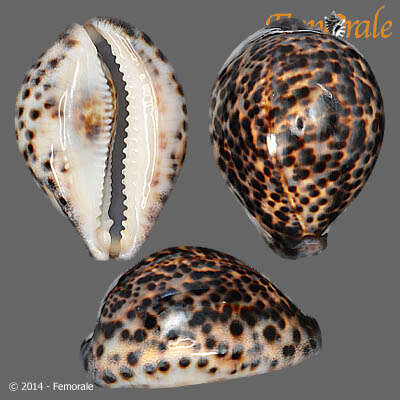 Image of cowrie