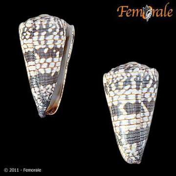 Image de Conus zonatus Hwass ex Bruguière 1792