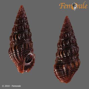 Image of Pseudomelatomidae J. P. E. Morrison 1966