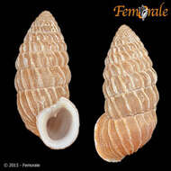 Image of Cerionidae