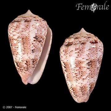 Image of cone snails