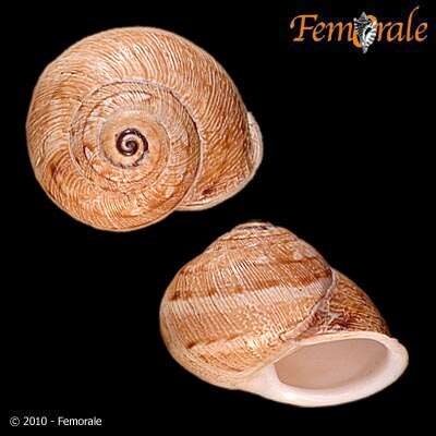 Image of <i>Eremina vermiculosa</i> (Morelet 1874)