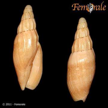 صورة Notovoluta pseudolirata (Tate 1888)