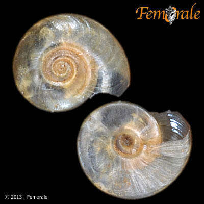 Image of ramshorn snails