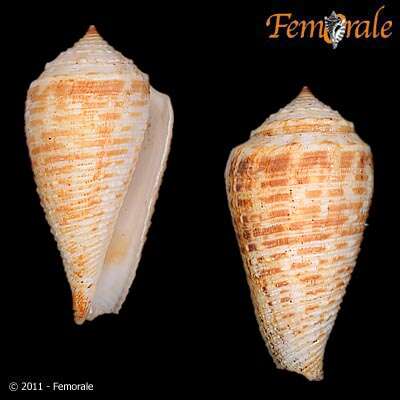 Image of cone snails