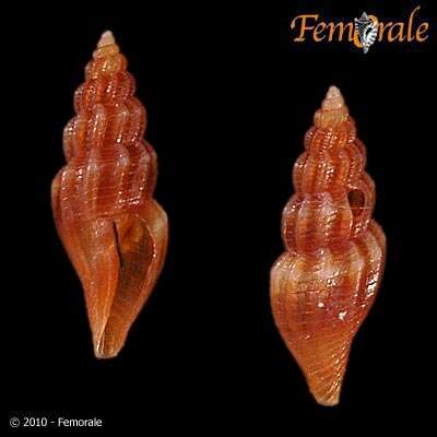 Image of Mangeliidae P. Fischer 1883
