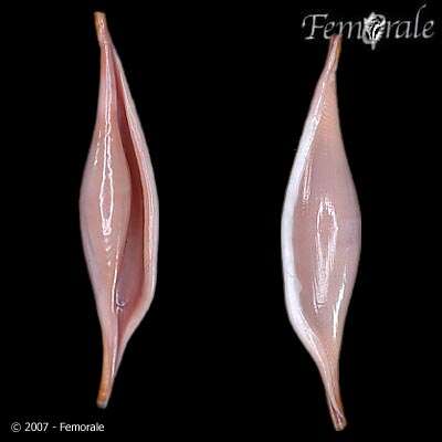 Image of Spindle Cowries