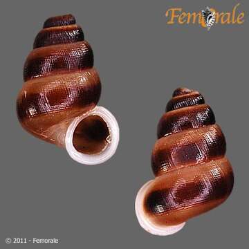 Image of <i>Adamsiella pulchrior</i> (C. B. Adams 1845)