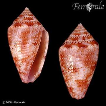 Image of Conasprella Thiele 1929