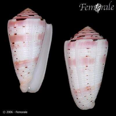 Image of cone snails