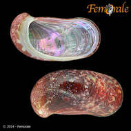 Image of Stomatella Lamarck 1816