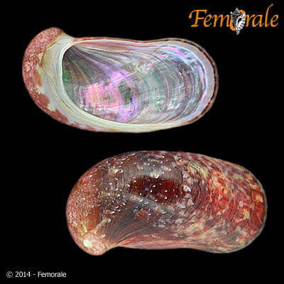 Image of Stomatella Lamarck 1816