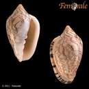 Image of Marginella limbata Lamarck 1822