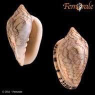 Image de Marginella Lamarck 1799