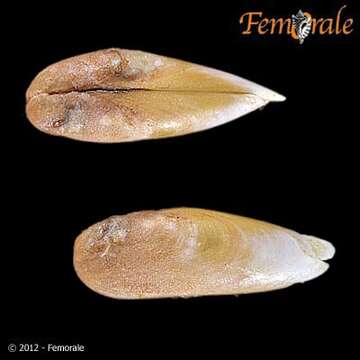 Image of <i>Lithophaga</i> cf. <i>bisulcata</i> (Orbigny 1842)