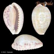 Слика од Cypraea chinensis somaliana Lorenz 1989