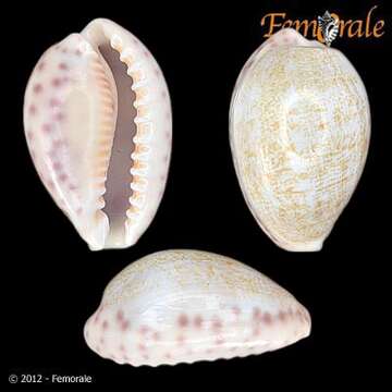 Слика од Cypraea chinensis somaliana Lorenz 1989