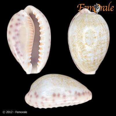 Слика од Cypraea chinensis somaliana Lorenz 1989