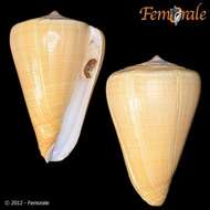 Image of cone snails