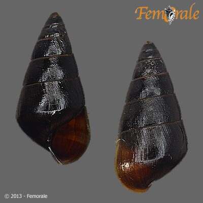 Plancia ëd Pachychilidae