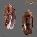 Image of Oliva vidua cinnamomea Menke 1830