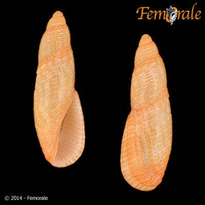 Image of Perplicaria Dall 1890