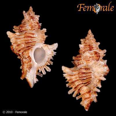 Image de Chicoreus insularum (Pilsbry 1921)