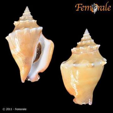 Image of Strombus Linnaeus 1758