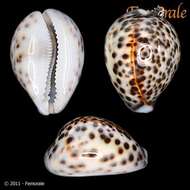 Image of cowrie