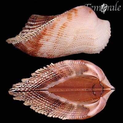 Image of Ark clam