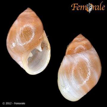 Image of Hollow-shelled, Ear-shaped, and Button Snails