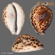 Image of cowrie