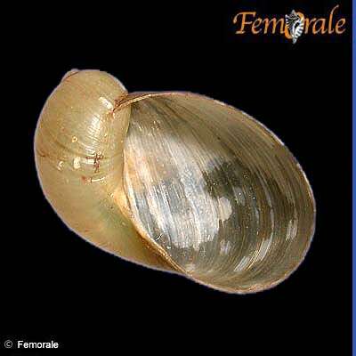 Image of amber snail