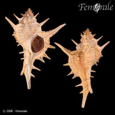 Image of <i>Chicoreus formosus</i> (Sowerby 1841)