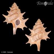 Image of triton shells