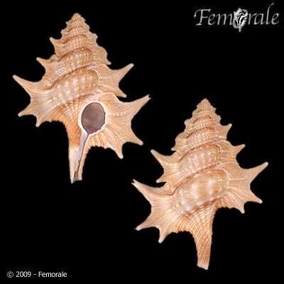 Image of triton shells