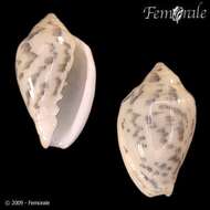 Image of Marginella Lamarck 1799