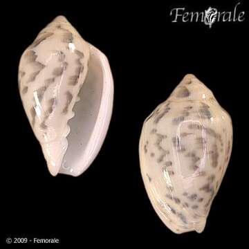 Image de Marginella Lamarck 1799