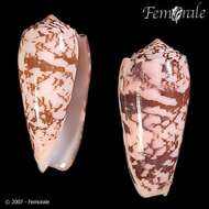 Image of cone snails