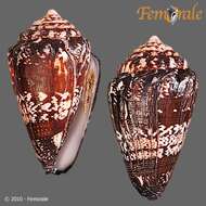 Image of cone snails