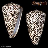 Image of cone snails