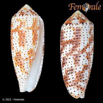 Image of cone snails