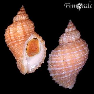 Image of dog whelks