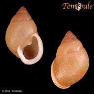 Image of Partula snails