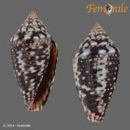 Image of Conasprella allamandi (Petuch 2013)