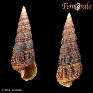 Cerithiopsidae resmi