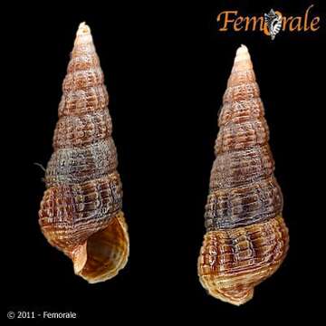 Cerithiopsidae resmi