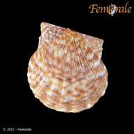 Image of Leptopecten Verrill 1897